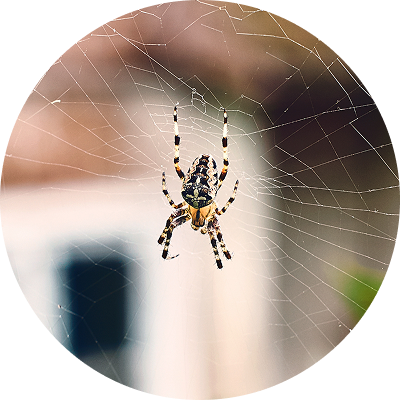 Spider on it's web